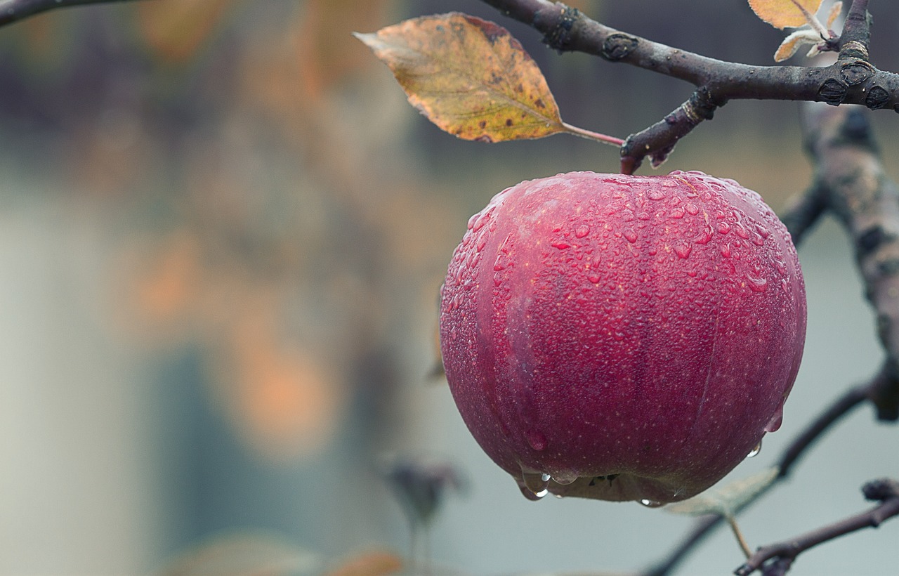 apple-jablko na stromě
